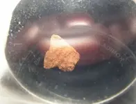 Goldnugget.webp