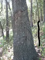 treeIMG_6342mk.webp