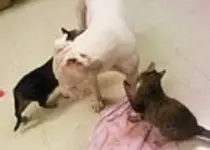 Gringo & his girls.webp