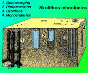 ichnofossilSkolithos.gif ichnofossilSkolithos.gif