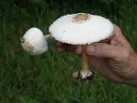 shroomrod.webp