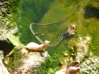 toad snake.webp