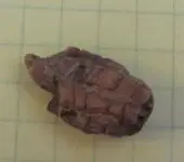 Rock.webp