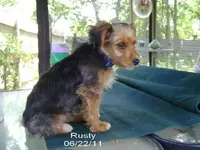 Rusty.webp