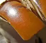 beaver tooth.webp
