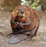 American_Beaver.webp