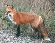 a%20red%20fox.webp