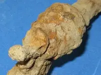 ASamboExcavatedTopRightClose.webp