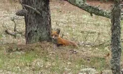 babyfox2.webp