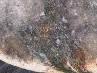 minerals2.webp