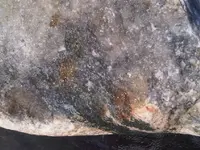 minerals3.webp