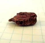 Turtle.webp
