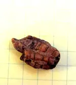 Turtle1.webp