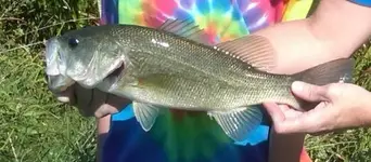 Lil mans 1st bass.webp