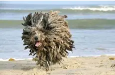 Anyone have a brush.webp