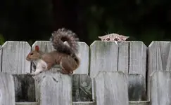 Target acquired. Commence3 operation \'lunch\'.webp