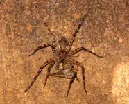spider2.webp