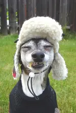My mom wants me to get braces. I\'d just rather wear a hat..webp