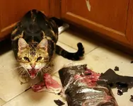 Grrrr. If only my owners would get some yummy catfood..webp