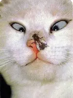Some help! Wait! Not with that!!.webp