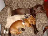 A loving family..webp