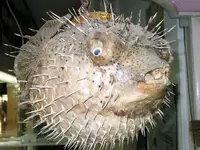 1Angry Blowfish.webp