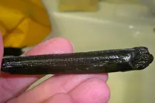 fossil1.webp