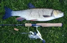 chub-fish1.webp