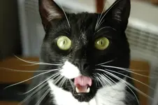 zorro1.webp