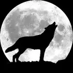 wolf.webp