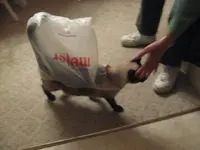 Bagging our cat.webp