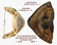 fishDiodonocclusal.webp