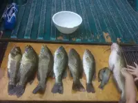 fish 2.webp