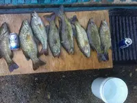 fish 3.webp