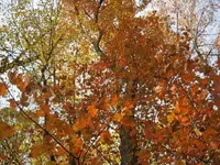 029.webp
