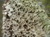 harry\'s coral3.webp