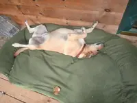 sleeping.webp
