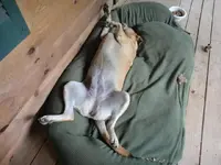 still sleeping.webp