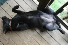 maggie sleeping.webp