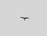 005.webp