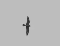006.webp