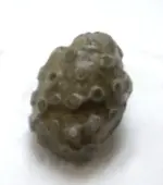 coral.webp