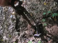day 4 2nd brown lot vids 002.webp