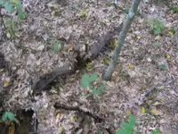 day 4 2nd brown lot vids 003.webp