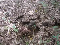 day 4 2nd brown lot vids 004.webp