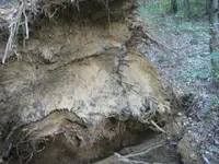 day 4 2nd brown lot vids 010.webp