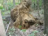 day 4 2nd brown lot vids 011.webp