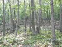 day 4 2nd brown lot vids 012.webp