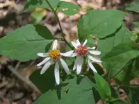 day 4 brown lot vids 005.webp