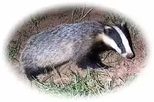 badger.webp